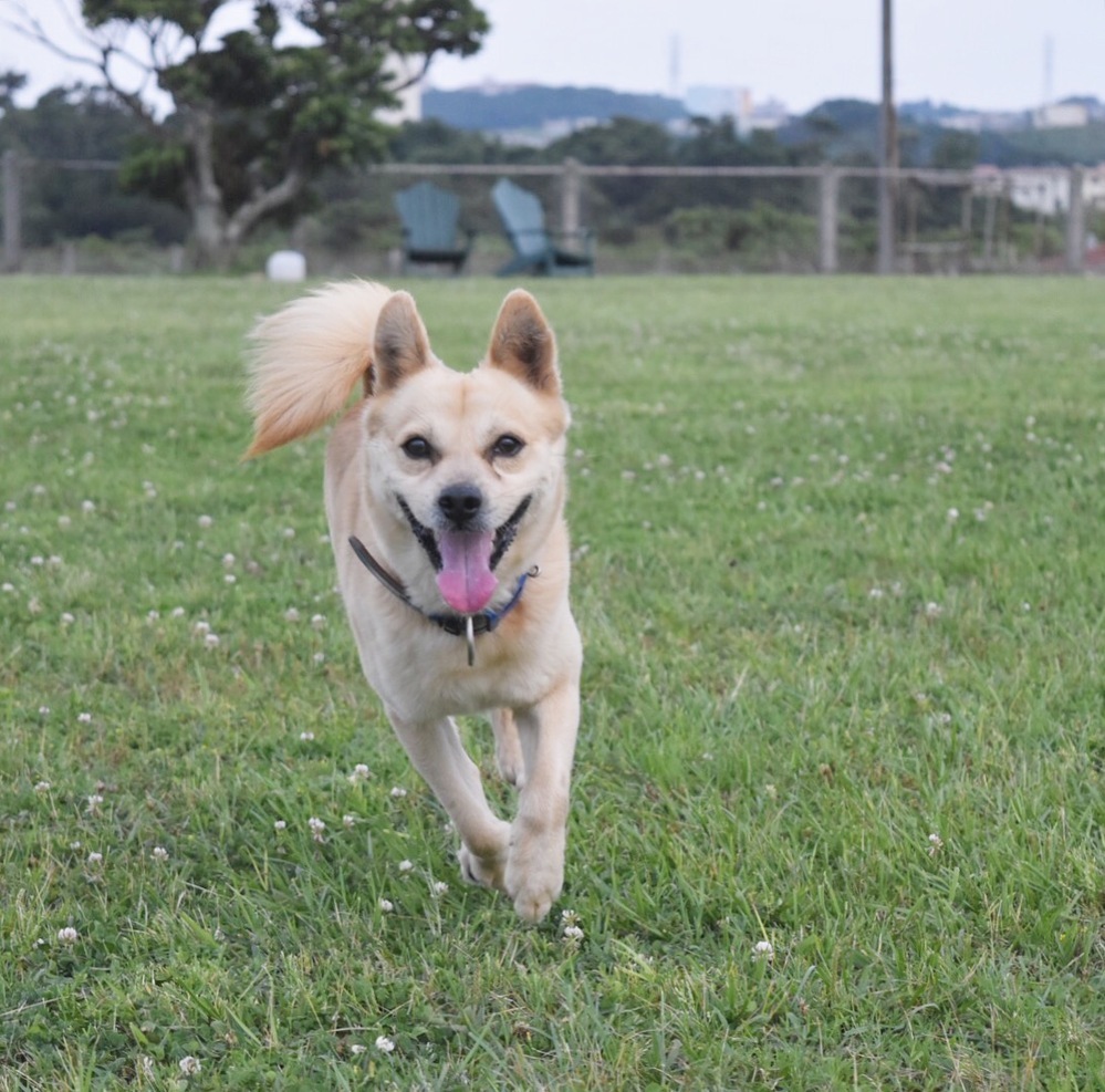 ドッグランでの犬同士の喧嘩と止め方と叱り方について知りたいです Yahoo 知恵袋