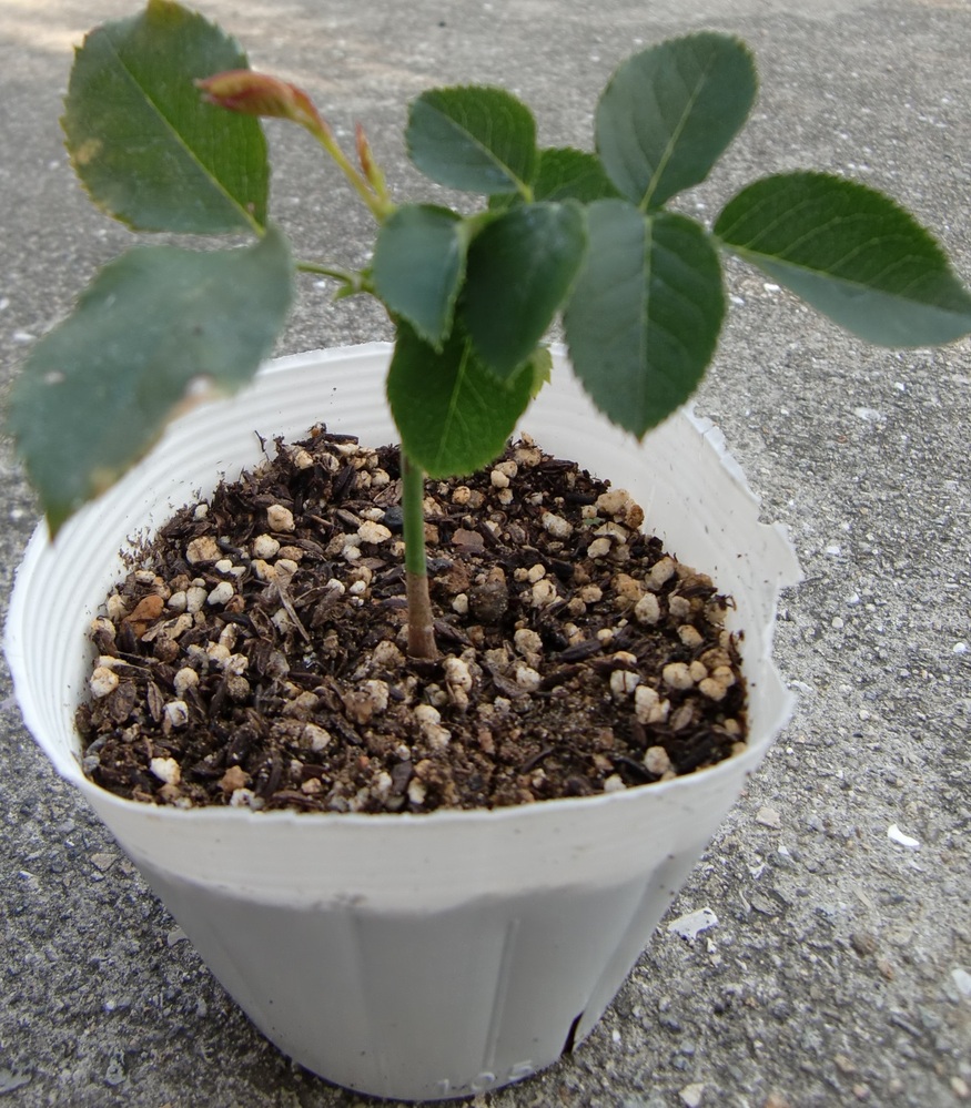 バラの挿し木(挿し芽、挿し穂)について教えてください。挿し木をした所
