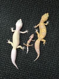 レオパのオーロラ をお迎えしたのですが 何とかけたらいいモルフがでますで Yahoo 知恵袋