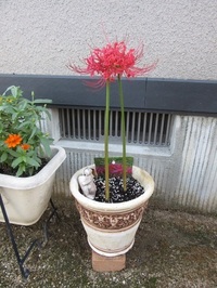 彼岸花には毒がありますよね あの花とリコリス 甘草 は同種と思われるほどよく Yahoo 知恵袋