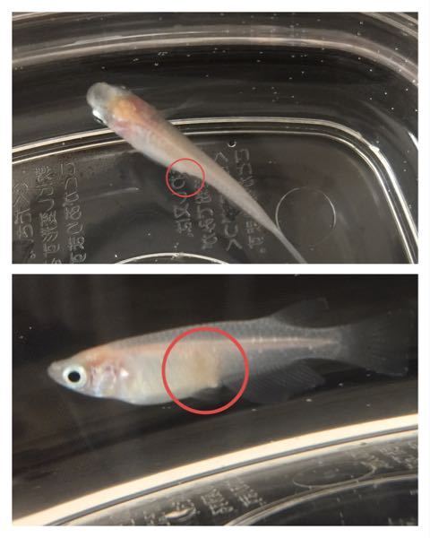 メダカの怪我 病気について メダカの怪我 病気について質問させて頂き Yahoo 知恵袋