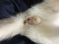雄猫の去勢後のタマタ 画像あり注意 恥ずかしい話 動物 Yahoo 知恵袋