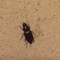 虫について(画像あります)
アパートの階段にゴキブリに似た形の小さな虫が5、6匹いました。
ゴキブリにしては動きが遅く、触覚が短いような気がしますが…この虫はなんなのでしょうか？
詳し いかたよろしくお願いします