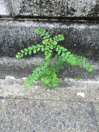 山椒にも 少し似たような この植物はなんですか 覚えのない植物が 生 Yahoo 知恵袋