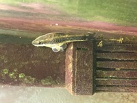 オトシンクルスについて質問です オトシンクルス1匹を飼っているのですが ここ最近 教えて 住まいの先生 Yahoo 不動産