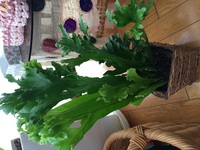 写真を貼付いたしました このサニーレタスのような植物の名前を教え Yahoo 知恵袋