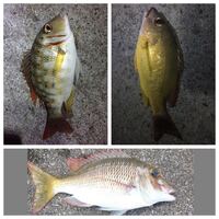 この魚はなんですか 沖縄での打ち込み釣りで釣れました 左上1匹はエラ Yahoo 知恵袋