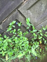 これは何という植物でしょうか ただの雑草でしょうか 青い小さな花が咲いてい Yahoo 知恵袋