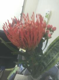 会社の上司が花を生けたのですが この花 1番手前の赤い細い花びら Yahoo 知恵袋