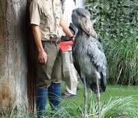 写真のような巨大な鳥が庭にいました 名前が知りたいです 三重の津 Yahoo 知恵袋