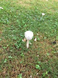 このキノコの名前は何でしょうか 公園の芝生に生えていたものです カラ Yahoo 知恵袋