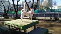 ボール遊びをしない犬についての質問ですうちの犬は保護犬で一歳半の Yahoo 知恵袋