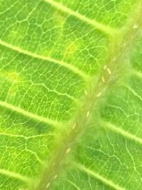 プルメリアの蕾が黒ずんで落下してしまう原因は プルメリア サモア Yahoo 知恵袋