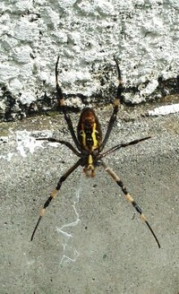 蜘蛛って人に懐くのですか 部屋に小さい蜘蛛がいて可愛かったので 手を差 Yahoo 知恵袋