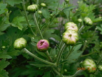 菊の花蕾の中央部に丸い窪みがあります 開花すると芯の周りは花びら Yahoo 知恵袋