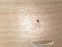 家に湧いているこの小さい羽虫はなんでしょうかこんにちは 教えて 住まいの先生 Yahoo 不動産