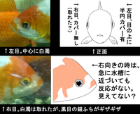 金魚の黒目中心が白くなってしまいました 更紗コメット メス 体長10 Yahoo 知恵袋