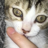 猫の目にゼリーのようなものがあります 泣 最後約2ヶ月です 昨日からなんと Yahoo 知恵袋