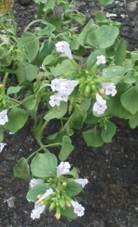 舗装道路英語 ガラスカレット入りアスファルト混合物で舗装された道路を英 Yahoo 知恵袋