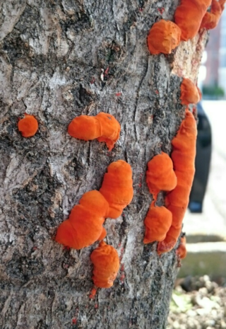 庭木から生えたこのオレンジ色の物体は 一体何でしょうか わかる方 教 Yahoo 知恵袋
