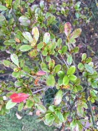 霧島ツツジの葉に赤い斑点ができており 元気がありません 葉の裏に 黒 Yahoo 知恵袋