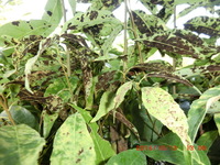 シラカシの一部の葉が病気のようです それぞれ症状が違うのですが 何という Yahoo 知恵袋