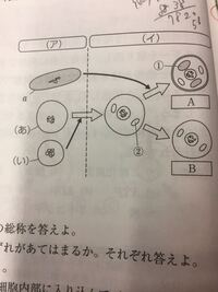 細胞の形について質問です 基本的なことかもしれないのですが Yahoo 知恵袋