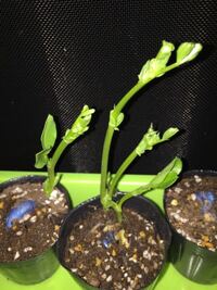 そら豆の発芽についてです 条件として日光 光は必要でしょうか Yahoo 知恵袋