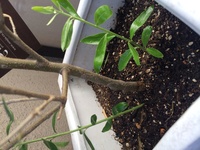 半年前に買ったオリーブの土から 2本新しい枝 新芽 が出てきました このま Yahoo 知恵袋