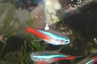 ネオンテトラの背びれに 白い斑点のようなもの ネオン病や穴あき病などを疑ったが Yahoo 知恵袋