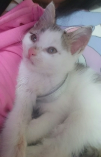 子猫の洗う頻度は 3ヶ月になる短毛の子猫ちゃんを譲ってもらい Yahoo 知恵袋