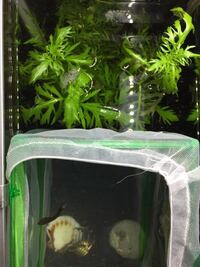 ベタが泡巣を作らなくなりました 雄のトラベタを一匹飼っています 少し前 Yahoo 知恵袋