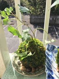 苔玉に白カビが生えてしまい 2種類の植物が植えあわせてあったようですが片方 Yahoo 知恵袋