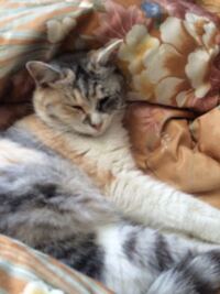 猫の食事量 何キロにつき 何グラム食べさせる と書いてあります Yahoo 知恵袋