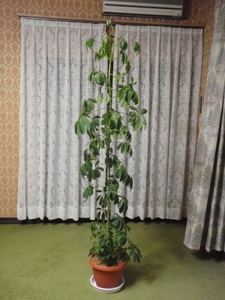 観葉植物のカポック これはどの位まで伸びますか 数年前 1 Yahoo 知恵袋