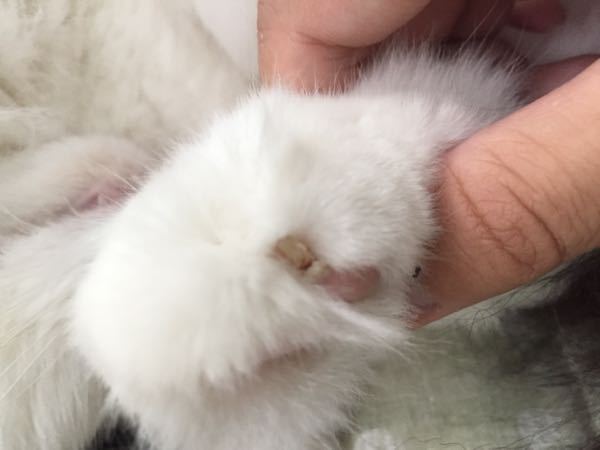 猫の肉球の先に米粒のようで爪のような白い硬い物があります。これは 