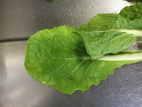 なめくじのついた野菜 小松菜を買ったら 茎になめくじがいました なめく Yahoo 知恵袋