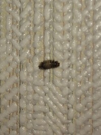 先日家の壁にこのような幼虫 がいたのですが なんの幼虫でしょうか Yahoo 知恵袋