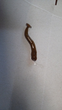 注意 気持ち悪い生き物の写真付き これなに 気持ち悪い生き物がいます 洗面所の 教えて 住まいの先生 Yahoo 不動産