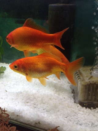 金魚の妊娠ですか 3ヶ月前からこの金魚が太り始めました ただのデ Yahoo 知恵袋