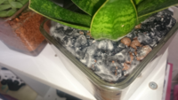 室内に置いている観葉植物の土にカビがはえる事があるのですが どうしたら良 Yahoo 知恵袋