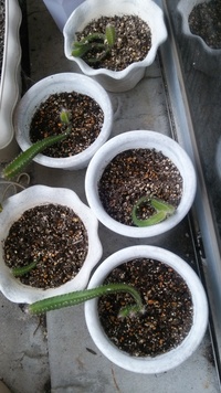 ドラゴンフルーツの越冬について教えて下さい スーパーで買ったドラ Yahoo 知恵袋