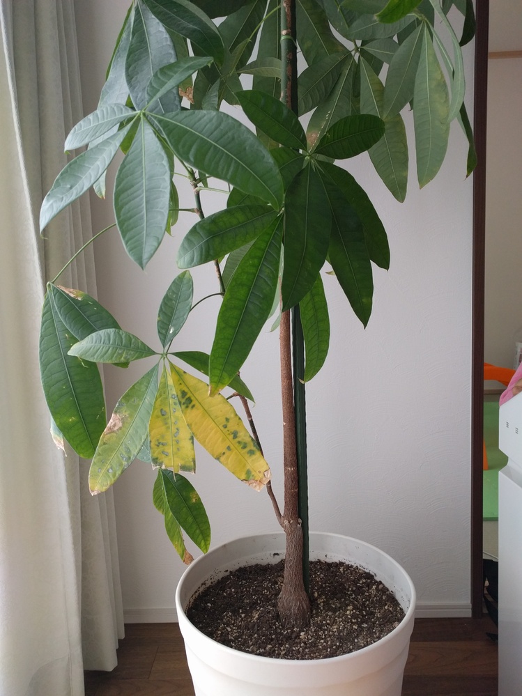観葉植物のパキラの葉が黄色くなってしまいました。リビングの窓際に