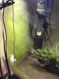 レッドビーシュリンプ水槽です これはなんとゆう藻でしょうか Yahoo 知恵袋