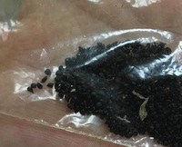 小学校一年生が拾った黒い小石 小学校一年生が拾った黒い小石