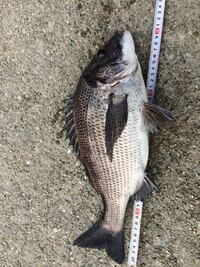 この前 ウキフカセ釣りで釣った39 40センチの人生初デカチヌ 塩焼きで食 Yahoo 知恵袋