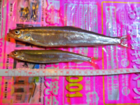 これはチカですよね キュウリとチカの見分け方を臭い以外で Yahoo 知恵袋