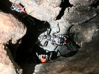 先日山の栗の木の穴に沢山いるのを見つけた毒々しい虫ですが 初めて Yahoo 知恵袋