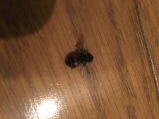 アブの対処法