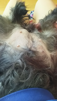 犬の乳房が写真の通り左だけ晴れるようにしこりのような感じで膨らんでいます Yahoo 知恵袋